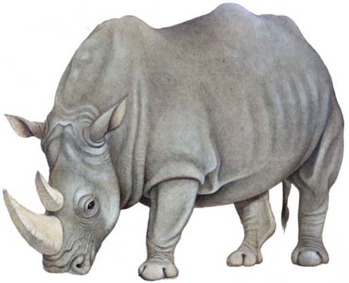 итальянский носорог