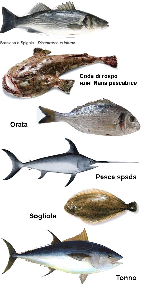 grigliata_pesce