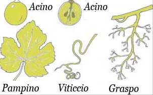 итальянские термины виноград